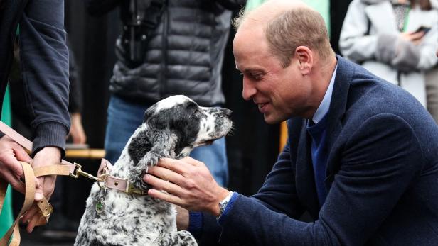 Prinz William, Bruce Willis, Pitbull: Wer ist der heißeste Glatzkopf?