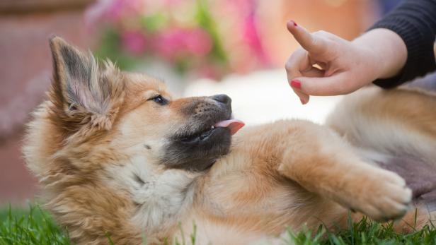 Tiercoach: So führt Hundeerziehung zu gewünschtem Verhalten