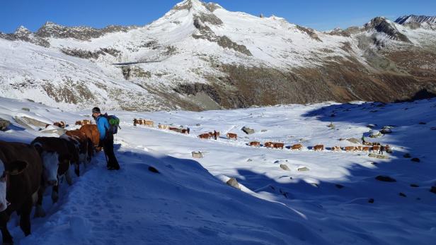 Kuhkarawane zieht von der Alm heim nach Italien