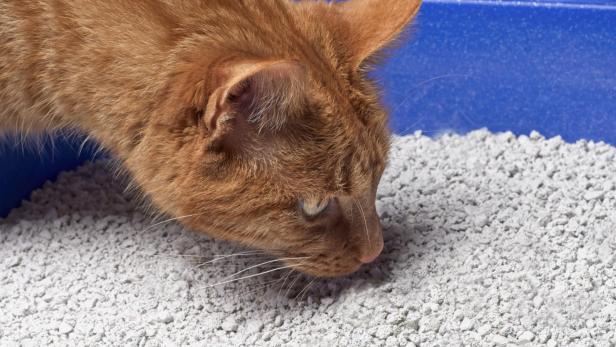 Close up of a ginger cat looking curious into a blue cat litter box.