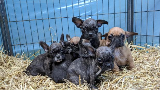 Illegaler Tierhandel in Wien: Sieben Welpen wurden gerettet