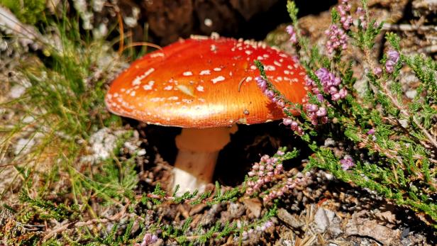 Roter Fliegenpilz auf einer Wiese