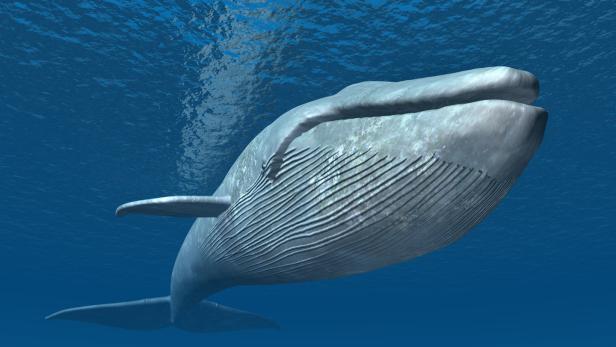 Wie Bojen zum Schutz der Wale beitragen können