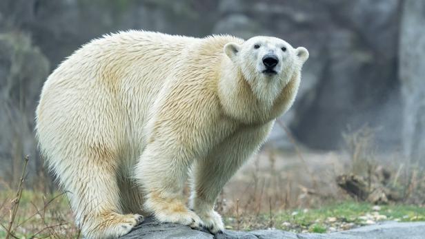 Tote Eisbärin Nora wird für Naturhistorisches Museum ausgestopft