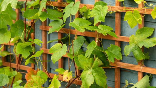 Tipp vom Gärtner: So gedeihen Weinreben im Garten