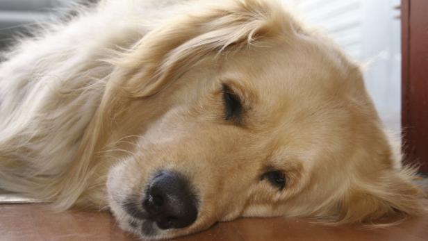 Hunde mit Thyroxin-Mangel müssen und können behandelt werden.
