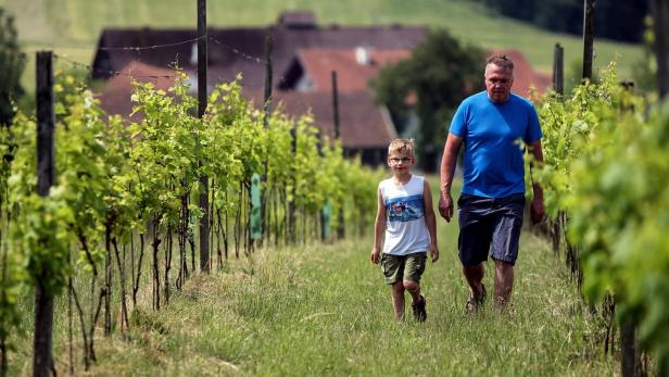 Für Winzer Wolfgang Költringer könnte das Weinbau-Jahr 2022 das beste seit 2015 werden.