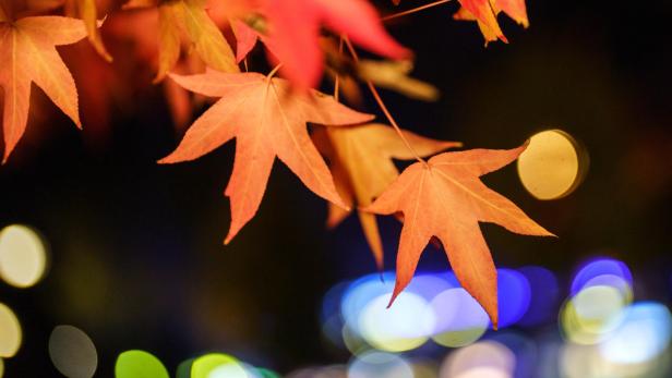 Nächtliche Herbststimmung