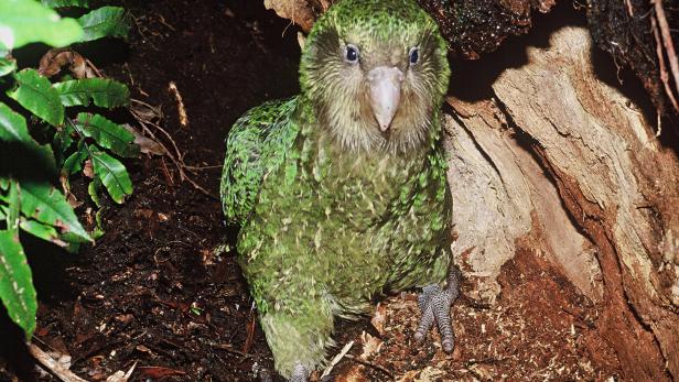 Zu beliebt für Beliebtheitswettbewerb: Neuseeländischer Papagei ausgeschlossen