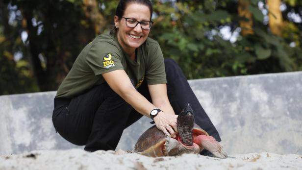 Tiergarten Schönbrunn hilft bei Nachzucht seltener Flussschildkröten