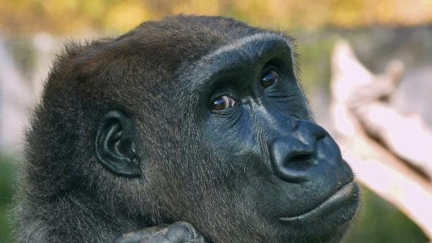 Neuzugang im Zoo Schmiding: Gorilla-Dame Milele ist eingetroffen