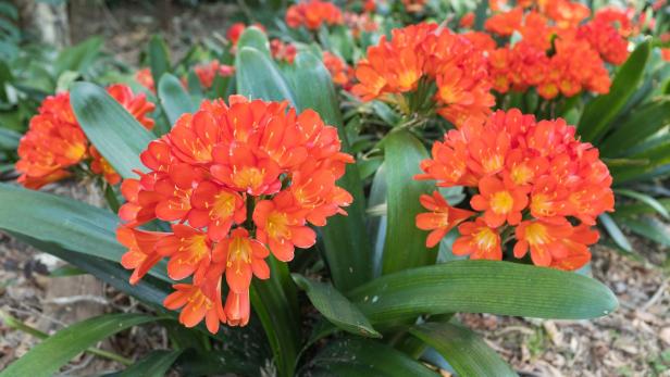Tipp vom Gärtner: Mehr Blütenpracht für die Clivie