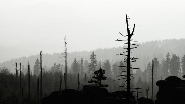 Wälder leiden unter dem Klimawandel