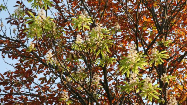 "Narrischer Kastanienbaum" blüht