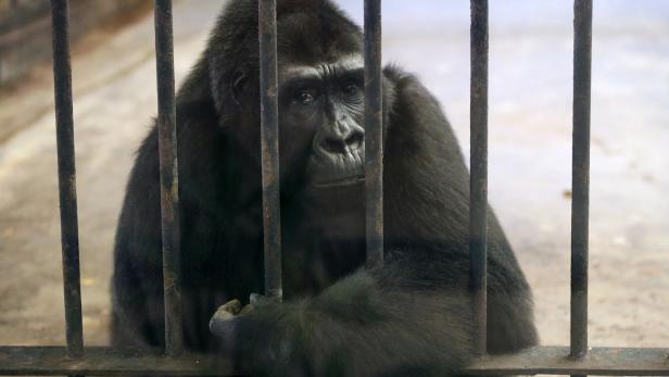 Neuer Anlauf: Gorilla soll aus Thailands Horror-Zoo befreit werden