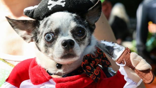 Halloween-Festival für Hunde und ihre Besitzer in New York