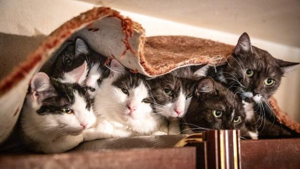 50 Katzen wurden aus einer 50-Quadratmeter-Wohnung gerettet