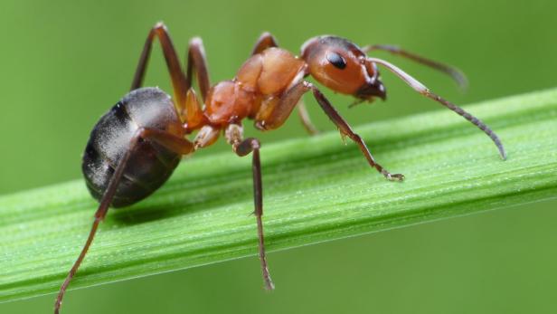 Schaurig: So sieht eine Ameise im Mikrofotografie-Porträt aus