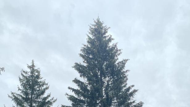 Waldviertler Weihnachtsbaum vor Schloss Schönbrunn