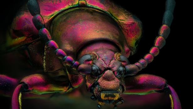 Kleine Monster ganz groß: Mikroskop-Bilder ausgezeichnet