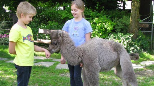 Kamel Kamelfohlen Mogli Tiergarten Walding OÖ Kinder Viktor und Antonia