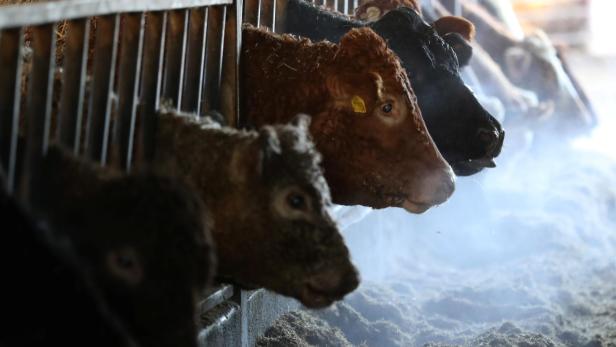 Beef cattle feed indoors on a farm near Biggar, Scotland