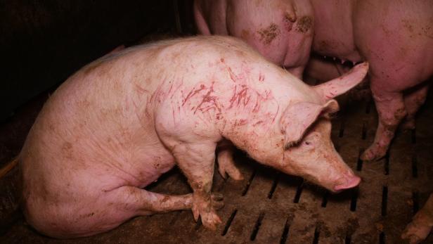 Tierschützer üben Kritik: Verletzte Schweine durch Vollspaltenboden