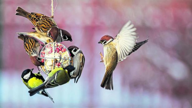 Amsel, Meise und Rotkehlchen: Vögel füttern, aber richtig