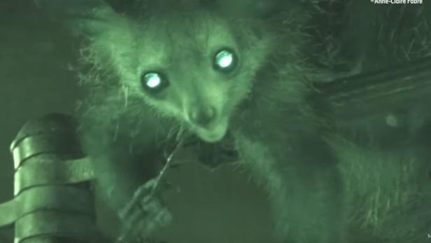 Biologisches Rätsel: Warum bohrt ein Lemur in der Nase herum?