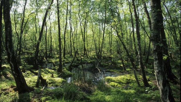 Bedrohte Lebensräume: Niedermoore sind besonders idyllisch – Torfmoose wachsen allerdings vor allem in Hochmooren.