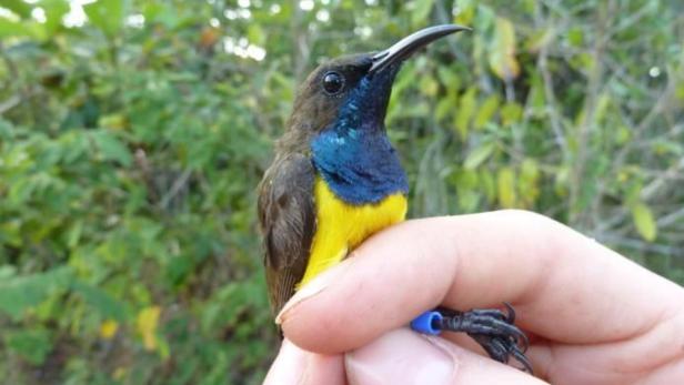 Neue Arten farbenprächtiger Vögel in Indonesien entdeckt