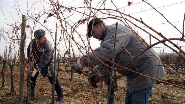 Bereits jetzt im März werden in den burgenländischen Weingärten die ersten Vorbereitungen für den Jahrgang 2014 getroffen