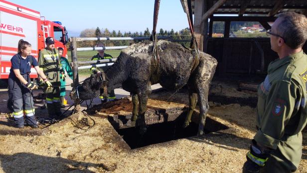 Vier Kühe starben in der Steiermark bei Sturz in Jauchegrube