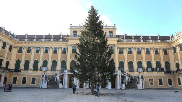 Weihnachten: 18 Meter hohe Fichte vor Schloss Schönbrunn aufgestellt