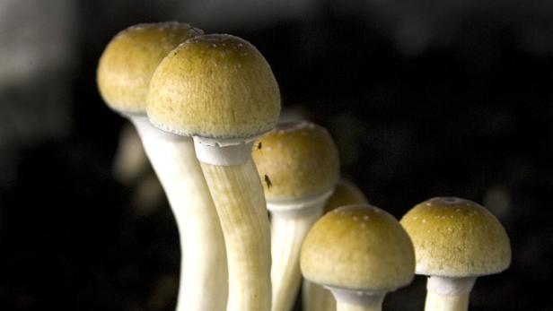 Hilft Wirkstoff aus "Magic Mushrooms" gegen schwere Depressionen?
