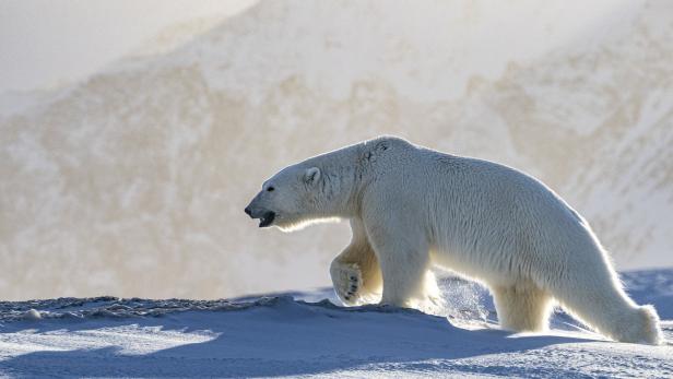 Ein Eisbär läuft durch eine verschneite Landschaft.