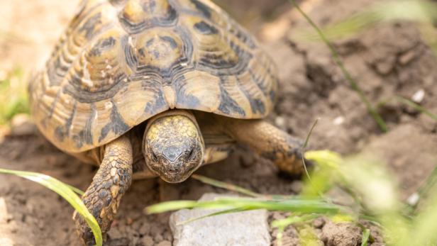 Tiercoach: Wo Schildkröten den Winter sicher verbringen