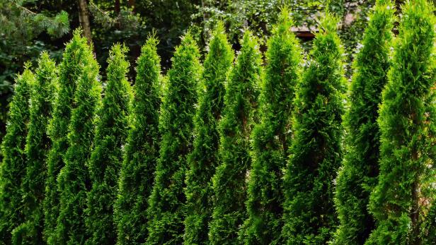 Die Wurzeln von Nachbars Hecke beschädigen unsere Mauer, was können wir tun?