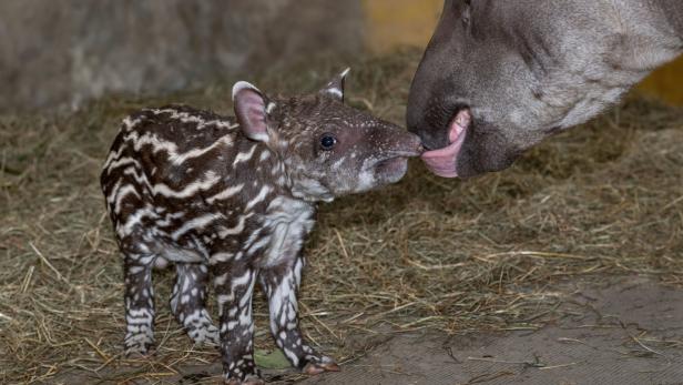 Erstes Tapirbaby im oberösterreichischen Zoo Schmiding geboren