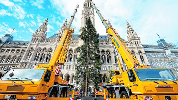 Aufstellung des Weihnachtsbaums aus der Steiermark am Wiener Rathausplatz.