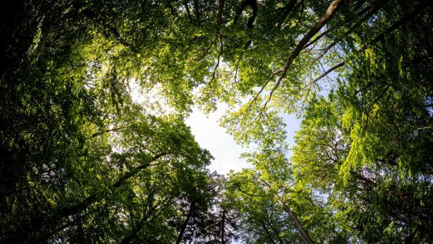 Die Super-Bäume wachsen schneller und betreiben effizienter Photosynthese.