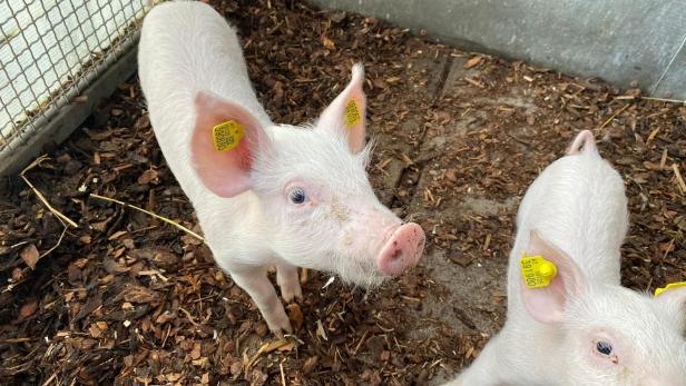 Babyschweinchen ziehen ins Tierschutzhaus Vösendorf