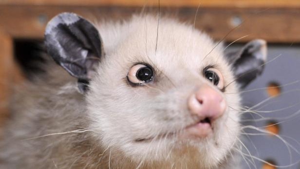 Schielendes Opossum Heidi ist tot