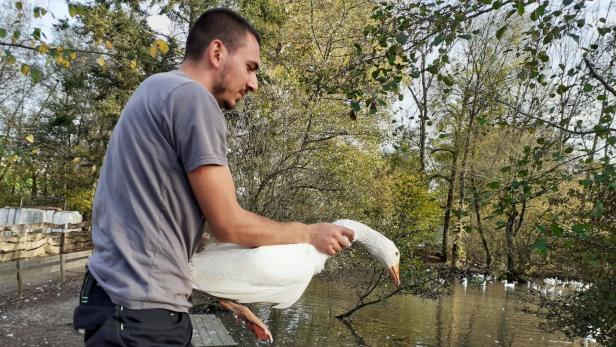 „Martini-Gänse vor Ofen gerettet“:  Tierschützer kauften Tiere frei