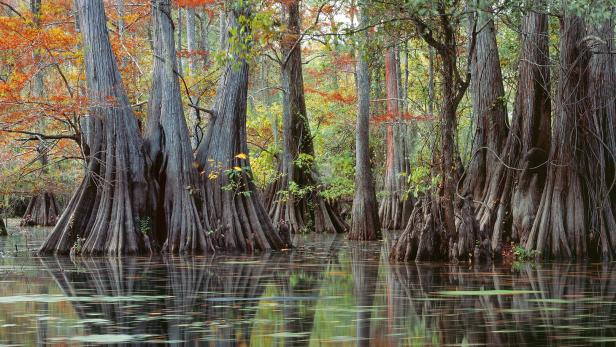 Zypressen stehen im Wasser und spiegeln sich darin.