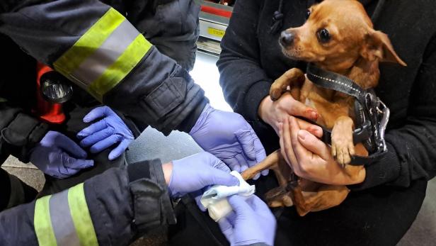 Wiener Feuerwehr rettete in Rolltreppe stecken gebliebenen Hund