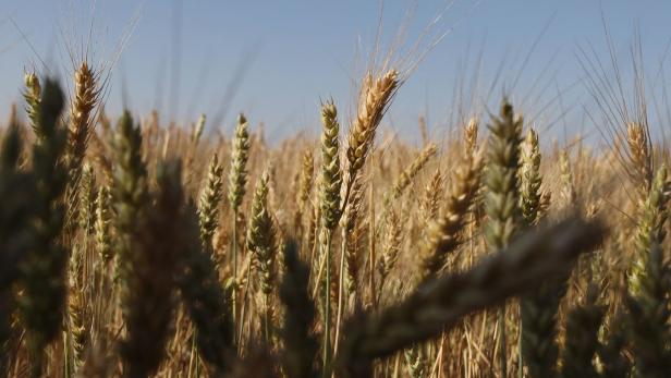 Getreideabkommen: Russland stellt Bedingungen