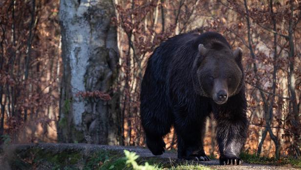  "Problembären" im Trentino werden vorerst nicht getötet 