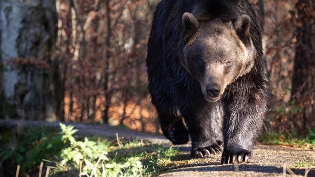 Der beeindruckend große Braunbär Erich beim Herumstreifen in seinem Gehege. Noch ruht er nicht ganz in sich. Ein Traktor hat ihn nervös gemacht