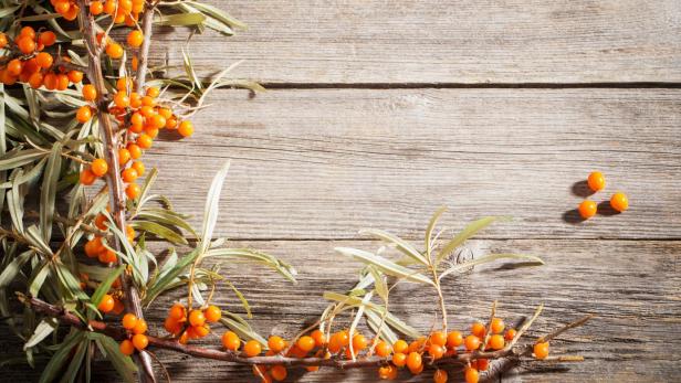 sea buckthorn on wooden background